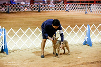 Australian Cattle Dog Best Puppy? Dogs Fri Sweeps Rings