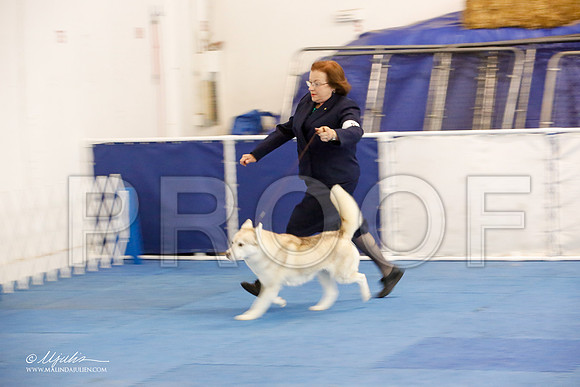 _M3_1194-AddisonHuskyMar2015-HR3