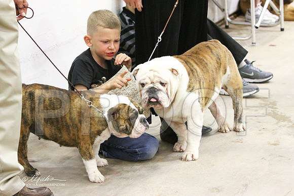 Bulldog-1640LR