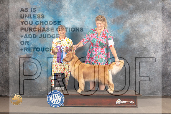 Golden Retriever #98 Wed BOW Judge Jill Warren_MJ_3030_Houston_2022_HR3