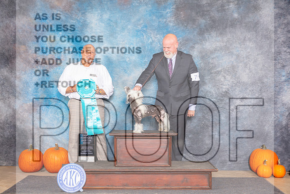 Chinese Crested #7 SAt OHBIS Judge Hal Biermann-_JP_9048e_Humble2024-HR3