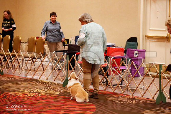 _JJ_8141-HstnCorgiFeb2015-HR3