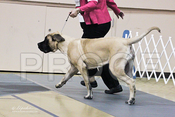 Mastiff-9507LR