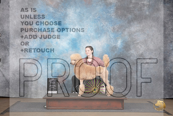 Poodle Standard MC #365 Sun BOW NCh Judge Jennifer Landers__JP_2968_LongviewTX_2024_HR3
