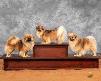Tibetan Spaniels Barbara