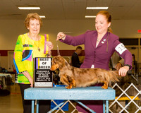 Dachshunds Longhaired #15 Thrs BOB BOV Ackby Heather & Mandy Missildine Dachshunds Longhaired #11 Thrs NC BOW Starnes Barbara Judge Ms Laurie King Telfair