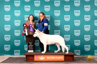White Shepherd #293 Sat BOB Tina Camp