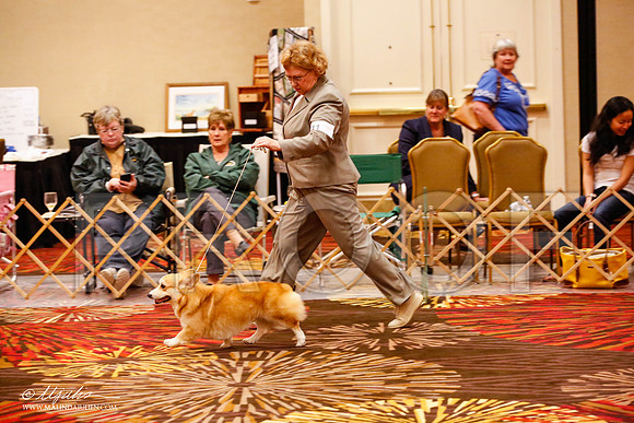 _JJ_9586-HstnCorgiFeb2015-HR3