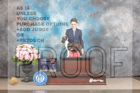 Boston Terrier #42 FRI BOB OHBOB BOW WB Major Judge Joe Walton_MJ_4918_Houston_2022_HR3
