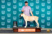 Cane Corso #201 Sun BOBCH Judge Nancy Eilks