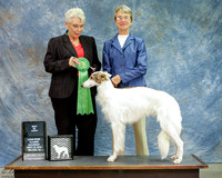 Silken Windhound #222 Sat Best Sr. Puppy in Sweeps Susan Van de Water Judge Charlotte Gold