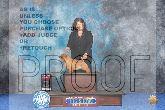 Norfolk Terrier #9 WED G2 Judge Christine Erickson__JP_7021_Houston_2024_HR3