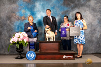 French Bulldog #7 Sun G1 Judge Polly Smith