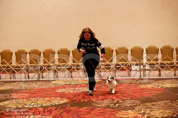 _JJ_8234-HstnCorgiFeb2015-HR3