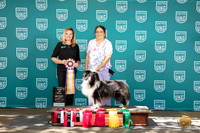 Shetland Sheepdog #265 Sun