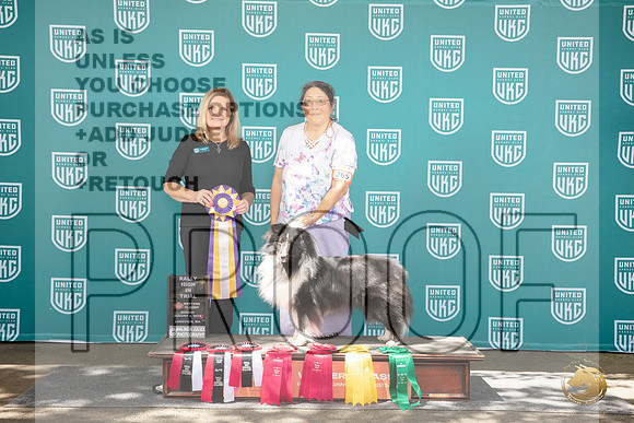 Shetland Sheepdog #265 Sun__JP_1947_Longview WA_2024_HR3