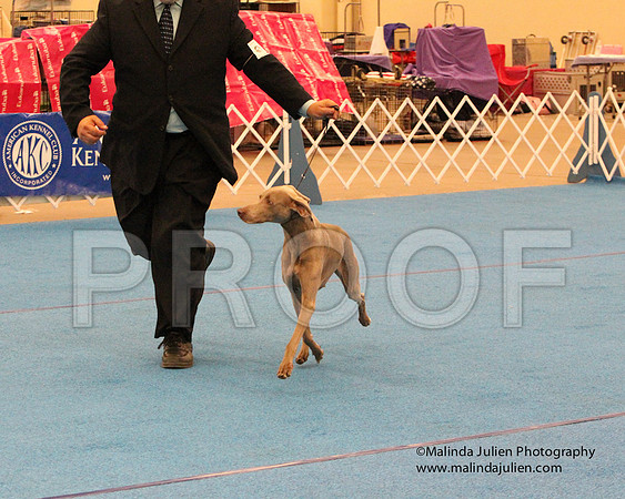 Weim-0941