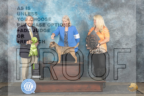 Border Terrier #5 Sat Judge David Bolus__JP_3815_Lubbock_2024_HR3