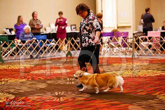 _JJ_0075-HstnCorgiFeb2015-HR3