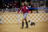 Owner Handler Toy Group Sun Ring