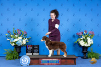 Miniature American Shepherd #23 THUR WD BOS Judge Ann Yuhasz