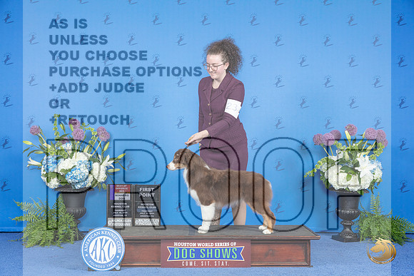 Miniature American Shepherd #23 THUR WD BOS Judge Ann Yuhasz__JP_8079_Houston_2024_HR3