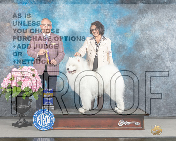 Samoyed #9 Sat BOB Judge Ken Murray-_MJ_6981e_Hstn2022-HR3