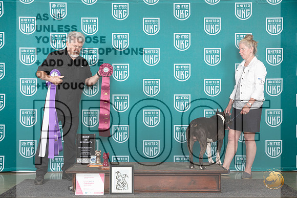American Pit Bull Terrier #103 Wed BISS Judge Cindy Sanders__JP_0268_Premier_2024_HR3