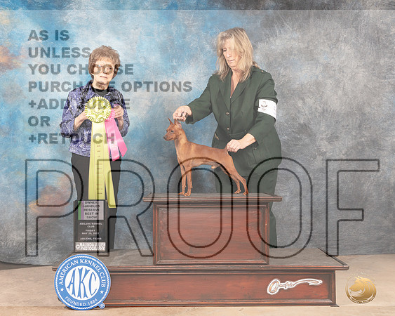 MiniatuRBISre Pinscher #5 Fri OHRBIS Judge Pat Trotter-MMJ_3384-Addison2022-HR3