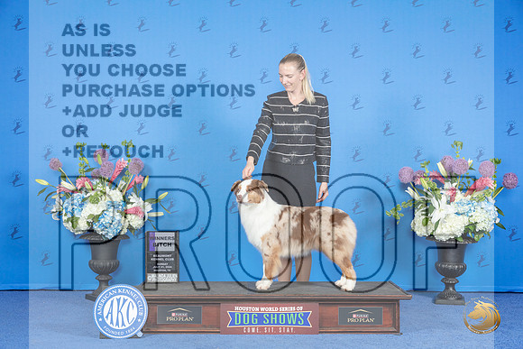 Australian Shepherd #22 SUN WB Judge James Moses__JP_0211_Houston_2024_HR3