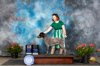 German Shorthaired Pointer #11 Sun BOSOHBOBM Judge Elizabeth ‘Beth’ Sweigart