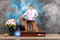 Airedale Terrier #3 FRI WB BOW Major Judge Barbara Alderman