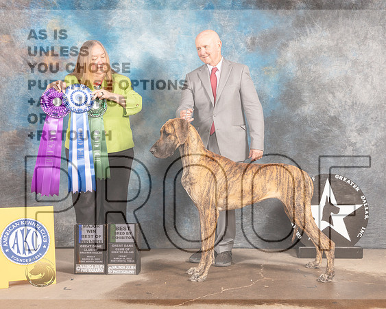 Great Dane #24 Fri BOWBBX Judge Laura Munro-MMJ_7405-FW2022-HR3