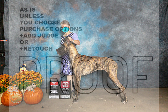 Great Dane #12 ROSOHBOB Judge Del Richard_MJ_5689_Belton_2022_HR3