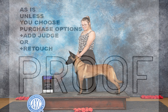 Belgion Malinois #8 Sat BOBOHBOB Judge Pat Trotter r__JP_0655_Sulphur Springs_2024_HR3