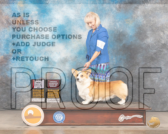 Pembroke Welsh Corgi #11 Sat BOSOHBOB Judge Judy BrownMMJ_4150_Mdlnd2022_HR3