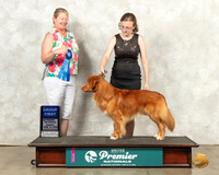 Nova Scotia Duck Tolling Retriever #175 Sun G1 Judge Pamela Perdue