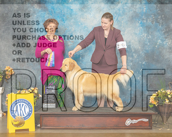 Golden Retriever #6 Thur BOBBOW Judge Carol Jean Nelson-MMJ_9159-NWARK2022-HR3