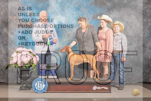 Vizsla #20 SAT WB BOW BBB Major Judge Steven Keating-_MJ_6357e_Hstn2022-HR3