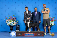 Bull Terrier Colored #5 SUN BOW NC Judge Ann Yuhasz