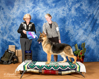 German Shepherd Dog #12 Fri BOW