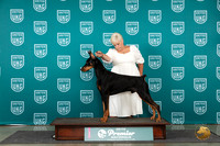 Doberman PInscher #959 Brinkx