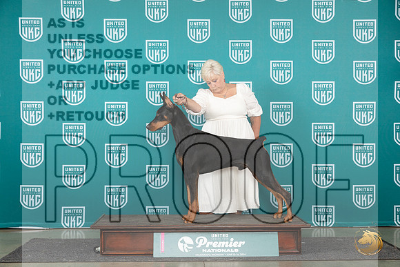 Doberman PInscher #959 Brinkx__JP_2157_Premier_2024_HR3