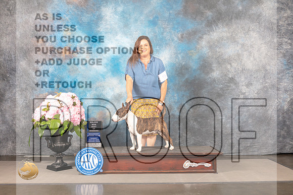 Miniature Bull Terrier #9 SUN BOW Major Judge Gene Hains_MJ_7430_Houston_2022_HR3