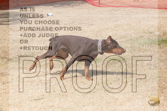 Doberman Pinscher Percision Coursing Sat Longview WA 2024_JJL_3708_Longview WA_2024_HR3