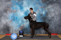 Great Dane #11 Sun G1 Judge Nikki Riggsbee