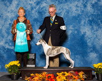 Italian Greyhounds #6 Sat OH Best Keneda Rev T Scott Angela Keneda Judge Ms Joanne M Buehler