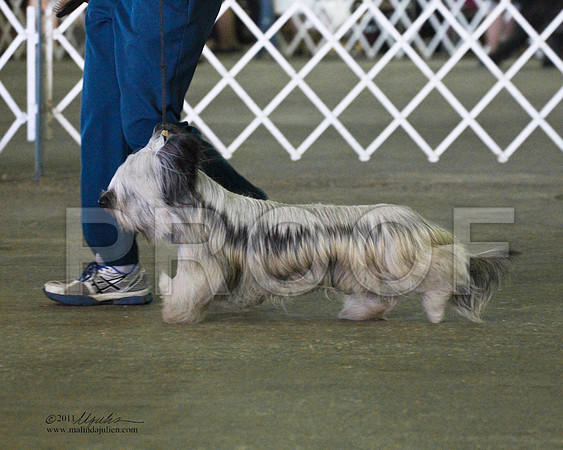 Skye Terrier - 0004-6
