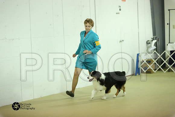 Aus, Basenji-0334-HtoJan14-HR