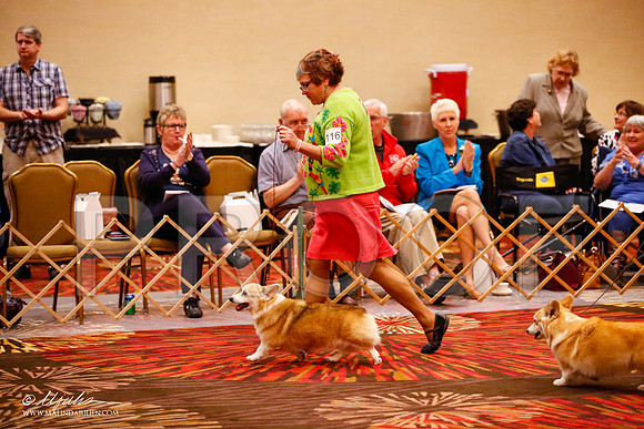 _JJ_0832-HstnCorgiFeb2015-HR3